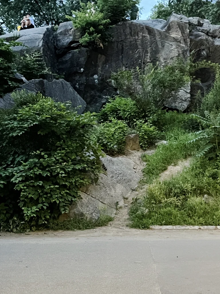 New York: Vaskebjørner i Central Park