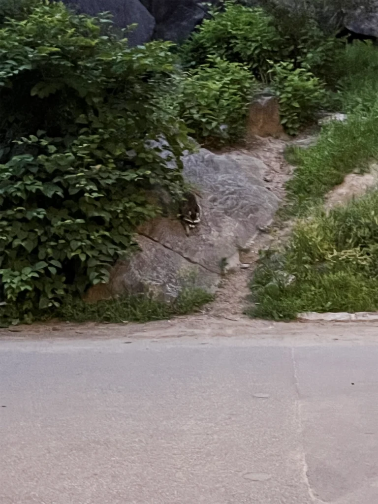 New York: Vaskebjørner i Central Park